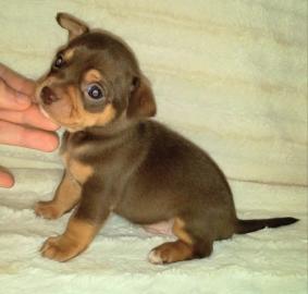 chihuahua Welpen