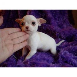 chihuahua Welpen