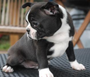 Boston Terrier Welpen /R�de VDH/KfT Abga