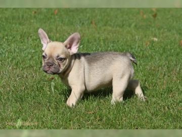 Franz�sische Bulldoggen Welpen