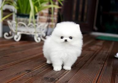 Zwergspitz-Pomeranian Welpen