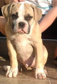 American bulldog Welpen