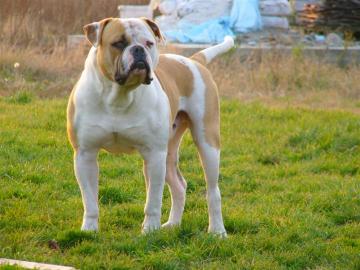 American bulldog Welpen