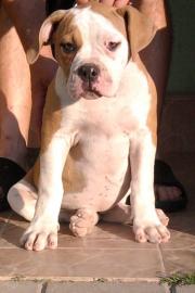 American bulldog Welpen
