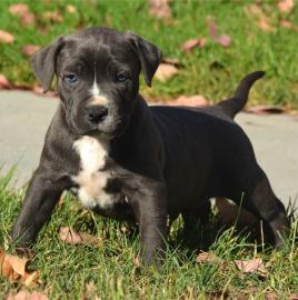 Reinrassige American Pit Bull Terrier We