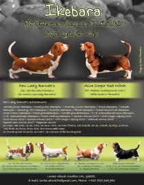 Basset Hound Welpen mit Stammbaum