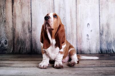 Basset Hound Welpen mit Stammbaum