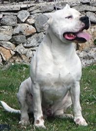 Dogo Argentino Welpe zu verkaufen