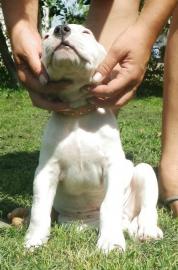 Dogo Argentino Welpe zu verkaufen
