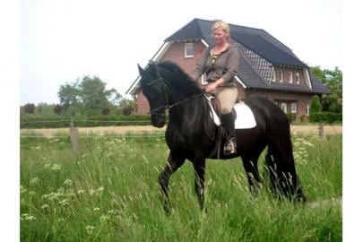 Wundersch�ne 7j�hrige Friesenhengst zu v