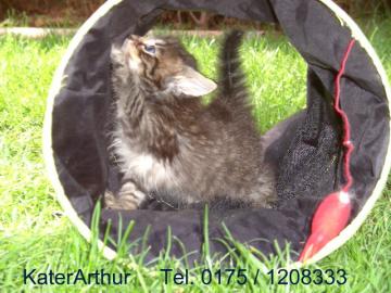 Norwegische WaldkatzenBabys Germany Hess