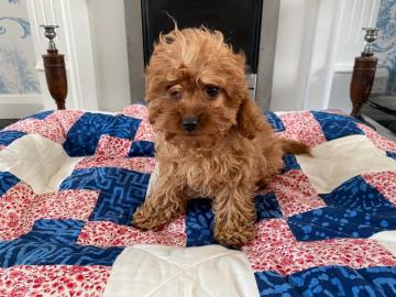 Cavapoo-Welpen zu verkaufen