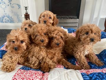Cavapoo-Welpen zu verkaufen