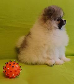 Super Pomeranian Zwergspitz-Teddywelpe