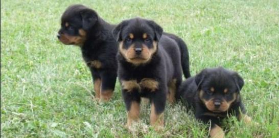 Rottweiler Welpen aus ADRK / VDH Zucht A