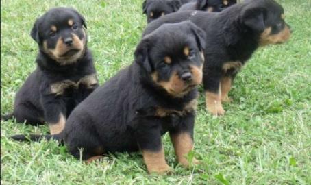 Rottweiler Welpen aus ADRK / VDH Zucht A