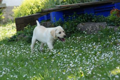 Labrador Retriever Welpen zu verkaufen