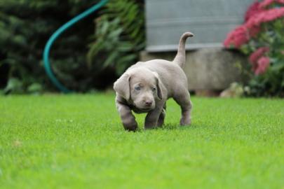 Neujahr Labrador Welpen mit Papieren wha