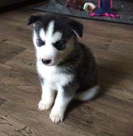 Gray Female Siberian Husky Puppy