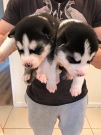 Gray Female Siberian Husky Puppy