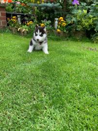 Gray Female Siberian Husky Puppy