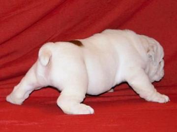 Englische Bulldogge Welpen mit FCI Ahnen