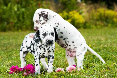 S?sse Dalmatiner Welpen