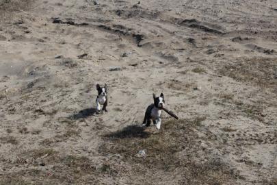 Boston-Terrier-Welpen vom Z�chter