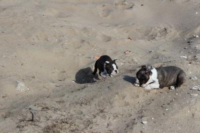 Boston-Terrier-Welpen vom Z�chter