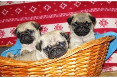 4 sch�ne Mops Welpen