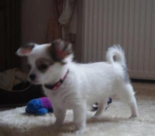 chihuahua welpen