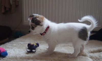 chihuahua welpen
