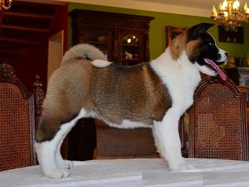 Zuckers�sse Akita Welpen