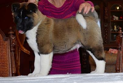 Zuckers�sse Akita Welpen