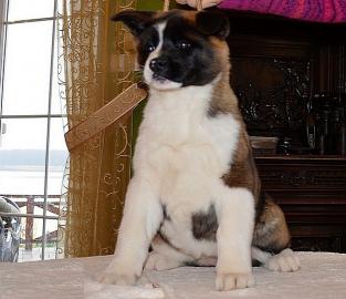 Zuckers�sse Akita Welpen