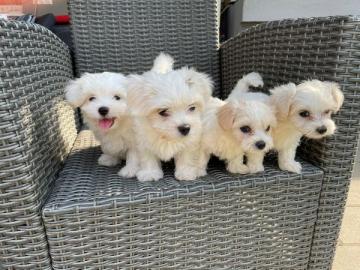 Mini Maltese Welpen bereit zu verlassen