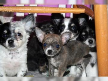 Super s??e Chihuahuas mit Ahnentafel,