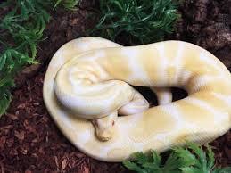 Albino Python mit Terrarium!