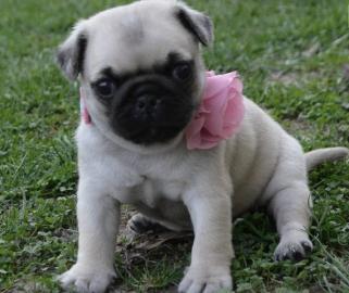 Beautiful Puy puppies