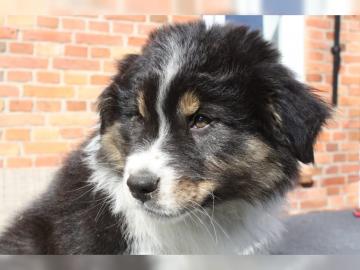 Wundersch�ne Aussie Welpen