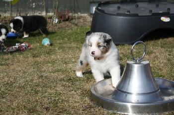 Wundersch�ne Aussie Welpen