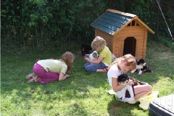 Wundersch�ne Aussie Welpen