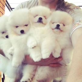 Super s�sse zwergspitz pomeranian