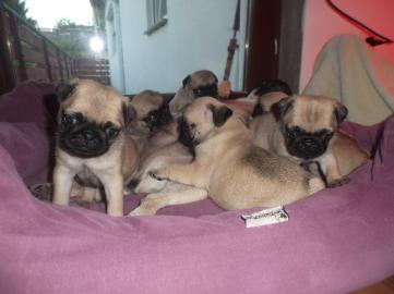 Mops Welpen r�den und weibchen
