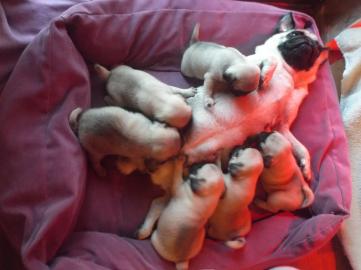 Mops Welpen r�den und weibchen