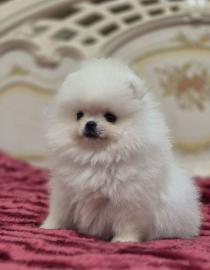 Gesunde Pomeranian-Welpen zur Adoption v