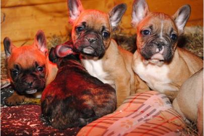 Franz�sische Bulldoggen Welpe in Choco