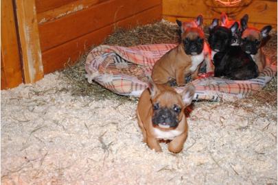 Franz�sische Bulldoggen Welpe in Choco