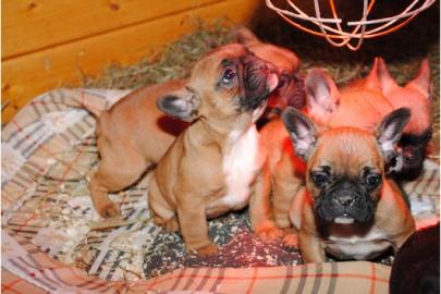 Franz�sische Bulldoggen Welpe in Choco