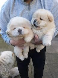 Reinrassige Chow chow-Welpen